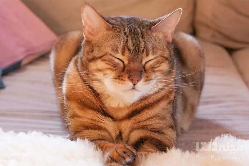 آهسته پلک زدن برای ارتباط با گربه ها