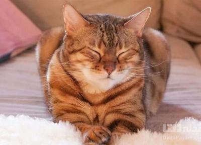 آهسته پلک زدن برای ارتباط با گربه ها