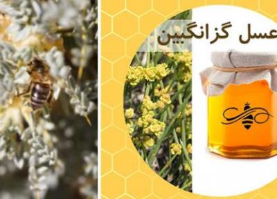 خواص عسل گزانگبین و فواید مصرف آن