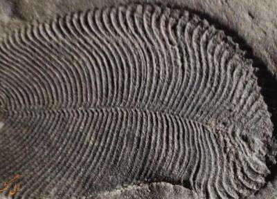 قدیمی ترین فسیل جانوری دنیا با 558 میلیون سال قدمت، کشف شد!